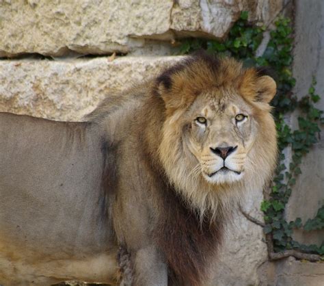 Le Lion De L Atlas Maroc Volcan, un jeune lion de l’Atlas, est arrivé au parc zoologique de